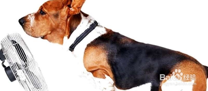 小狗拉稀了怎么办