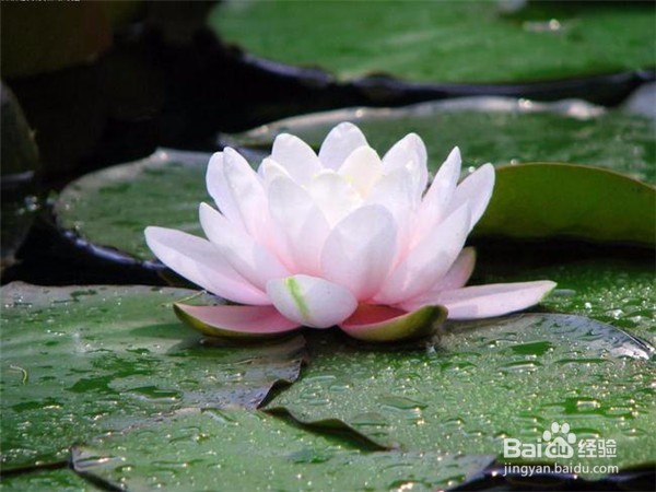 秋季盆花的养护窍门