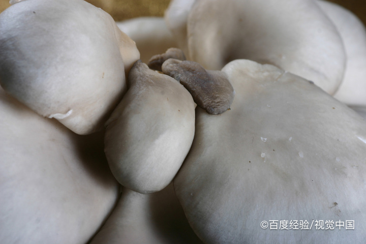 怀孕期间能不能吃白蘑菇？