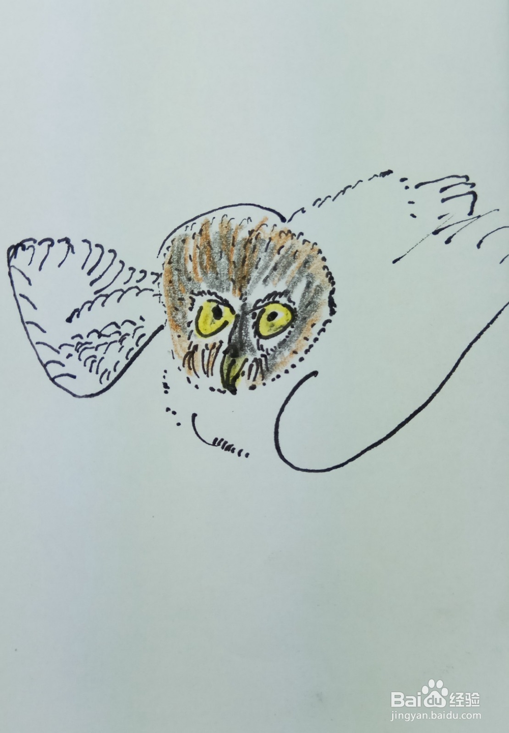 怎样画简笔画刚出生的猫头鹰