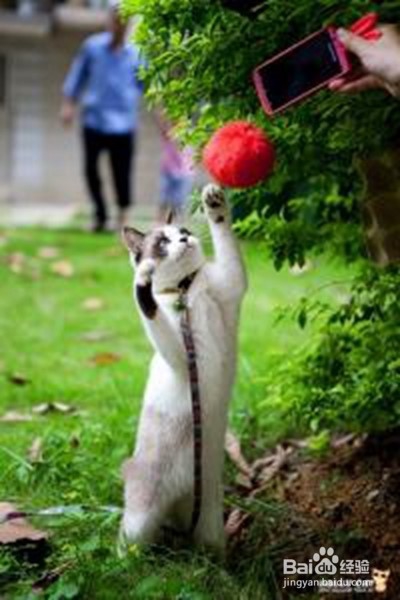 如何把猫咪拍得更萌?