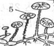 认识莲藕的生物学特征