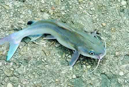 鲶鱼和黔鱼有什么区别