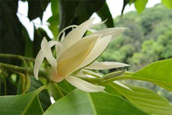 刚摘下的白兰花怎么保存 百度经验