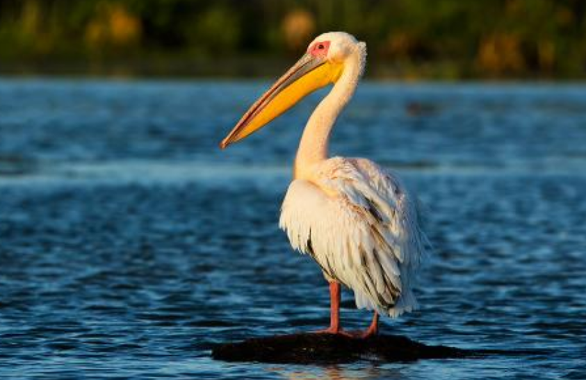 弟加鸟念什么鹈鹕