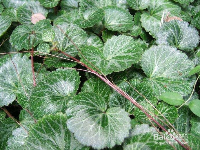 盆栽虎耳草的 诀窍