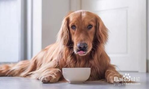 狗狗坚决不能吃的食物