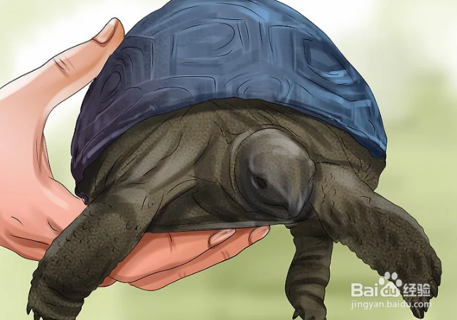 <b>如何判断乌龟的年龄</b>