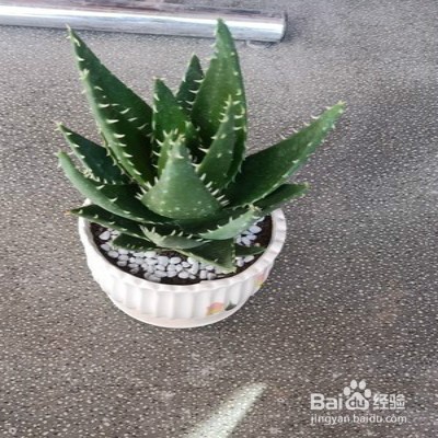 怎样养护芦荟