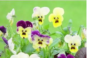 小蝴蝶花给我们什么启示