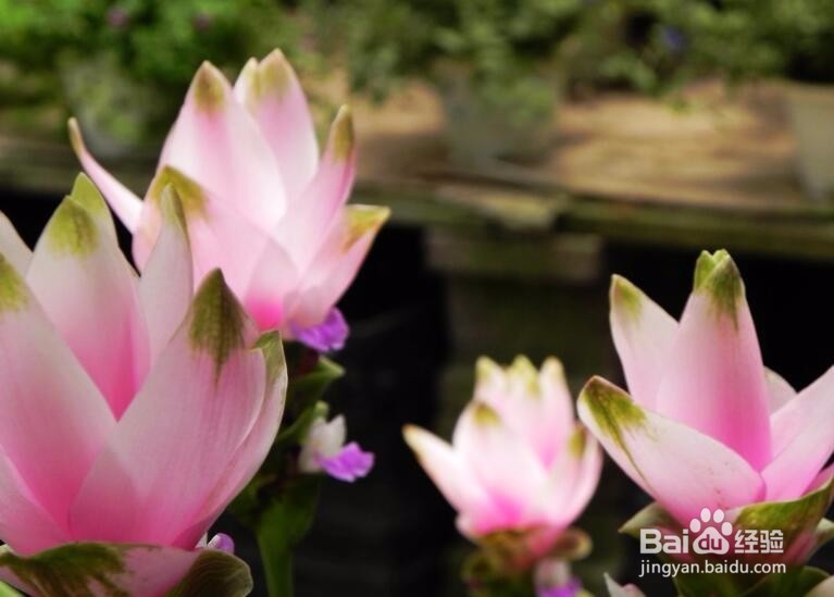 怎样来养护姜荷花