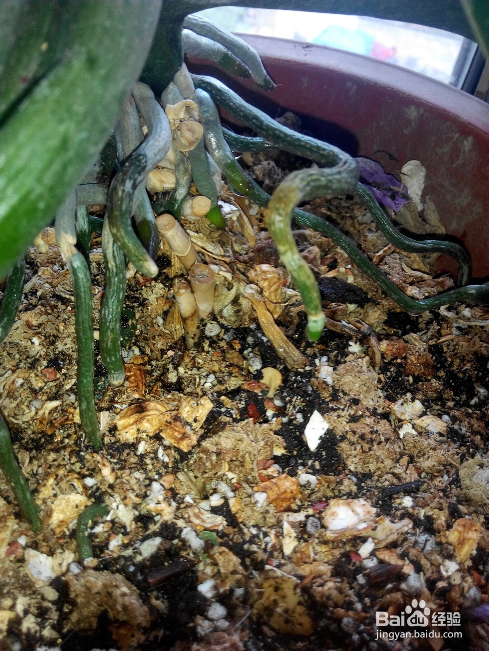 蝴蝶兰换土要提前准备