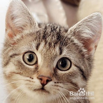 猫叫春，如何用按摩来帮它缓解