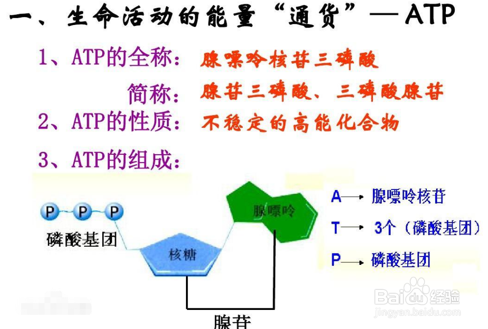 atp的生成方式