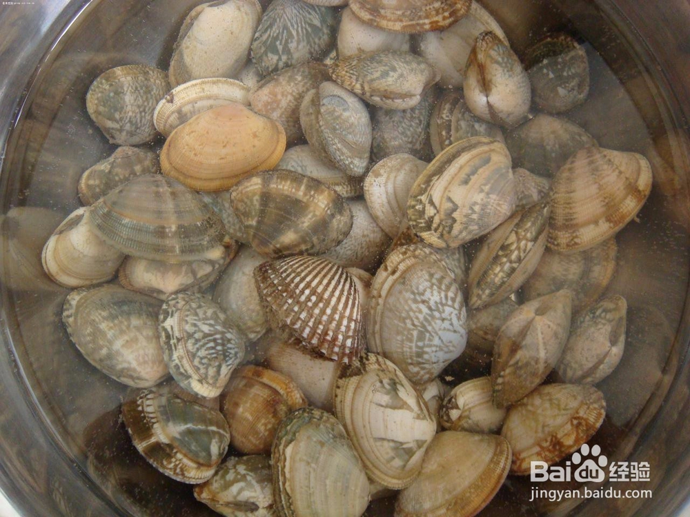 花蛤的选购和清洗方法