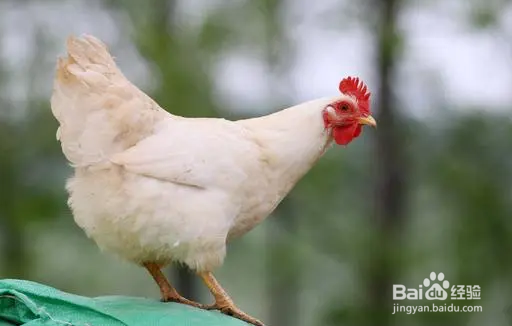 鸡冠长疙瘩怎么回事？