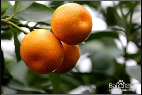 哪几种食物一定不能空腹吃