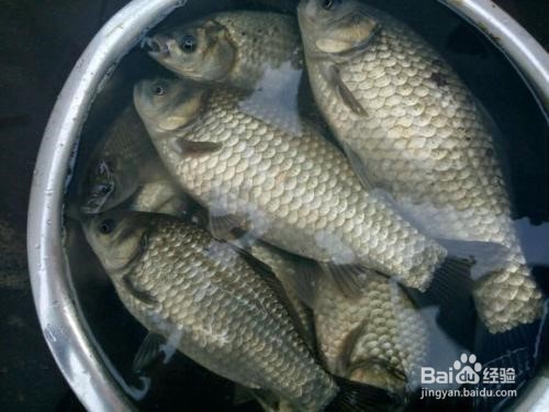 夏季库钓鲫鱼如何调漂