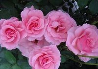 月季休眠期如何修剪?