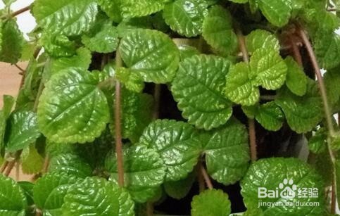 吸毒草和薄荷的区别