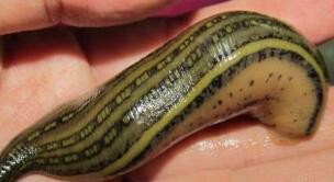 水蛭如何食用方法