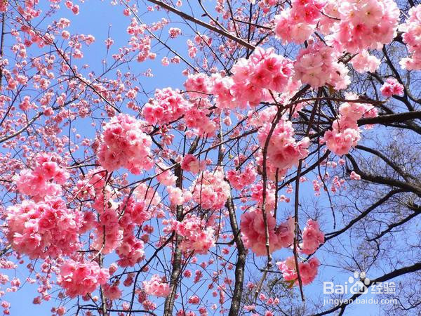 郑州有哪些地方可以赏樱花的？旅游踏青