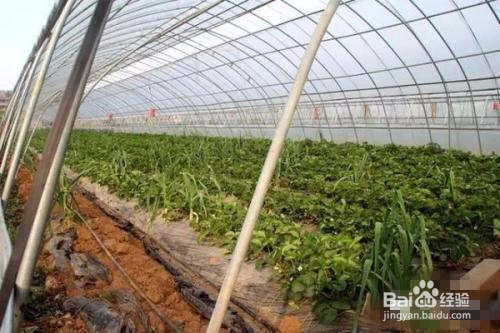 大棚草莓种植方法？