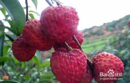 买优质荔枝推荐这8点攻略