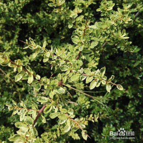 小丑火棘的培育方法和注意事项