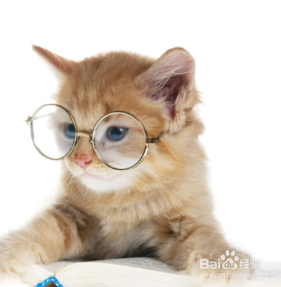 怎么教出一只粘人的猫