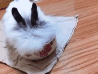 如何养兔子让它健康成长