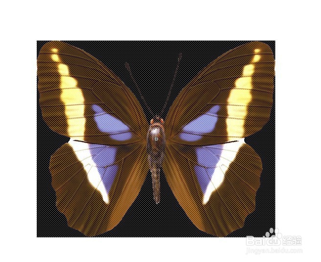 flash用蝴蝶做引导线动画的教程