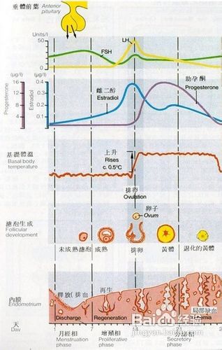人体生理周期曲线图图片