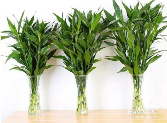 富贵竹的根须太多怎么处理?