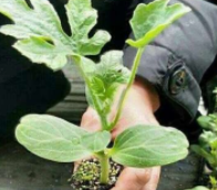 怎么在家种西瓜