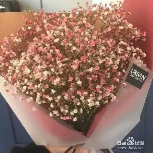 满天星适合室内养殖吗？