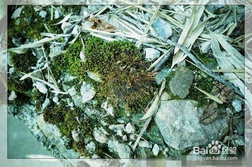 苔藓发霉怎么办呢？