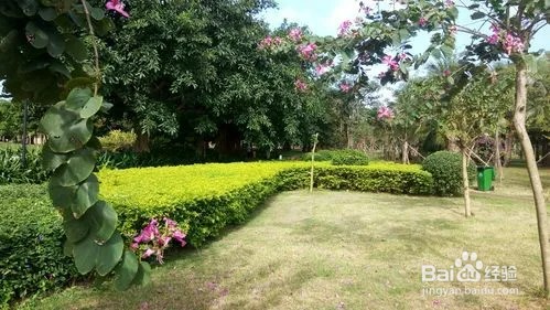 能在公园剪枝条吗