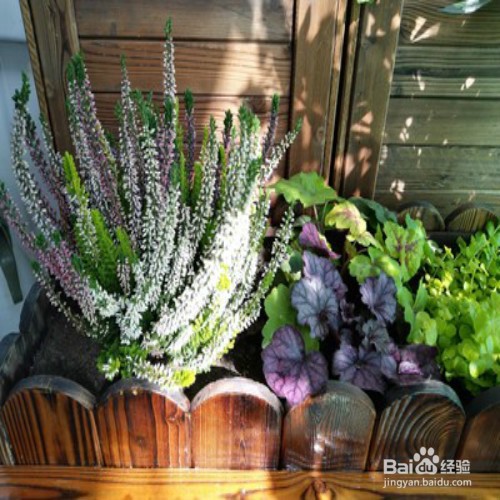 教你养殖艾莉卡