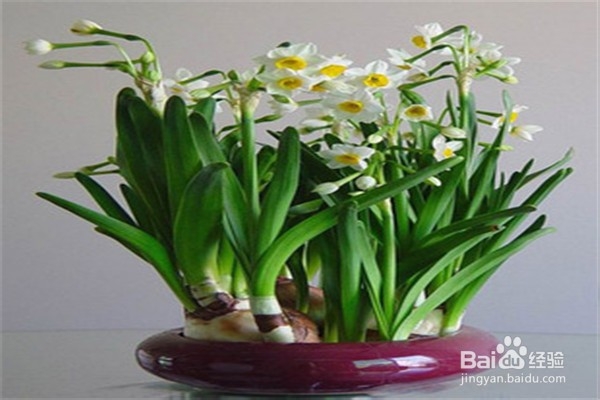 水仙花的养殖方法和注意事项有什么?