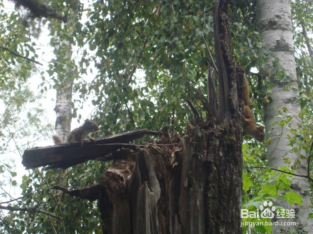 徒步爱好者的旅游圣地之一苏必利尔步道