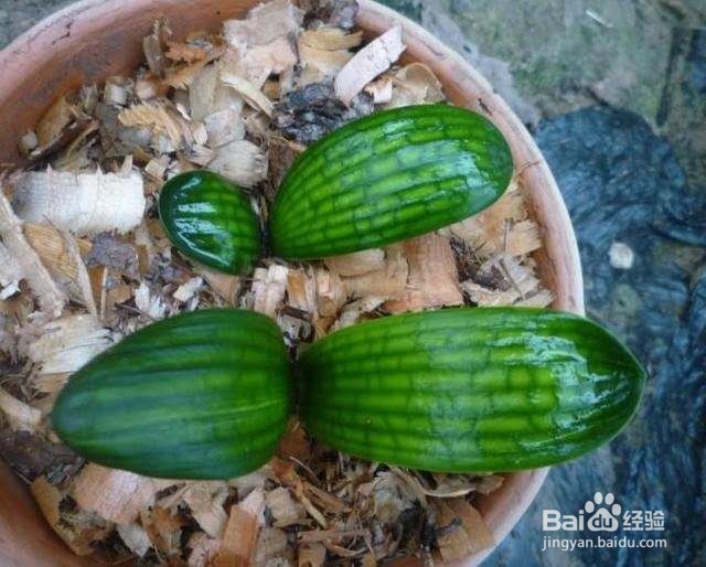 年后君子兰结果子,1个小技巧变成君子兰大户!