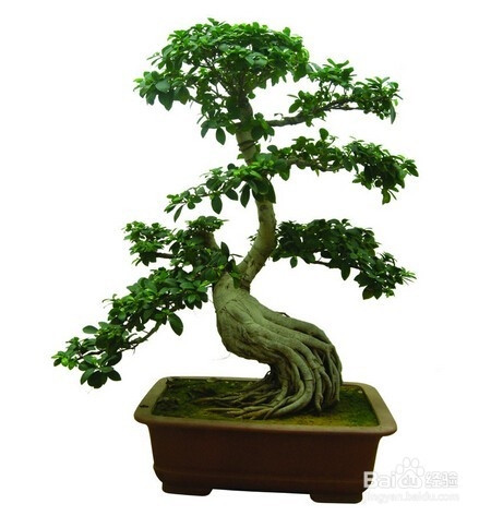 红木家具在冬季可能出现哪些问题?如何解决?