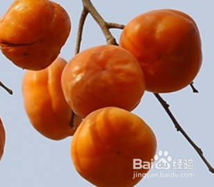 空腹能吃柿子么