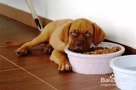 怎么引导狗狗定点大小便