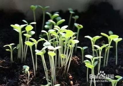 蔬菜苗期的管理方案