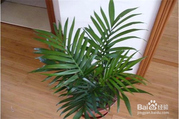 凤尾竹的养殖方法和注意事项都有什么？