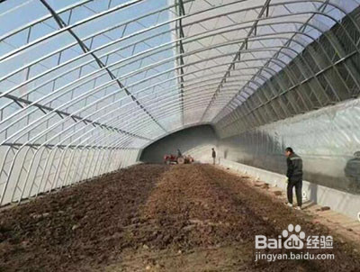 香菜种植方法和时间