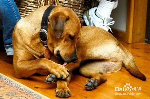 去狗嘴臭的小窍门