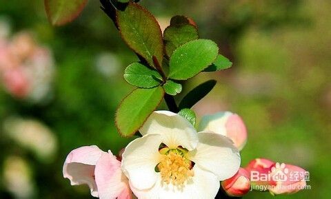 海棠与樱花的区别 百度经验